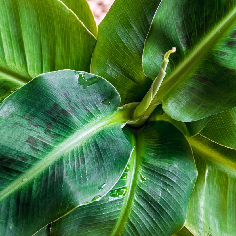 Musa acuminata Dwarf Cavendish (Folhagem)
