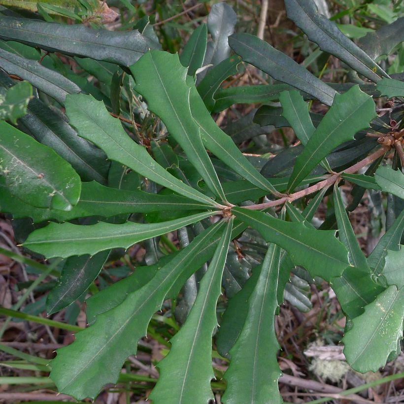 Banksia integrifolia (Folhagem)