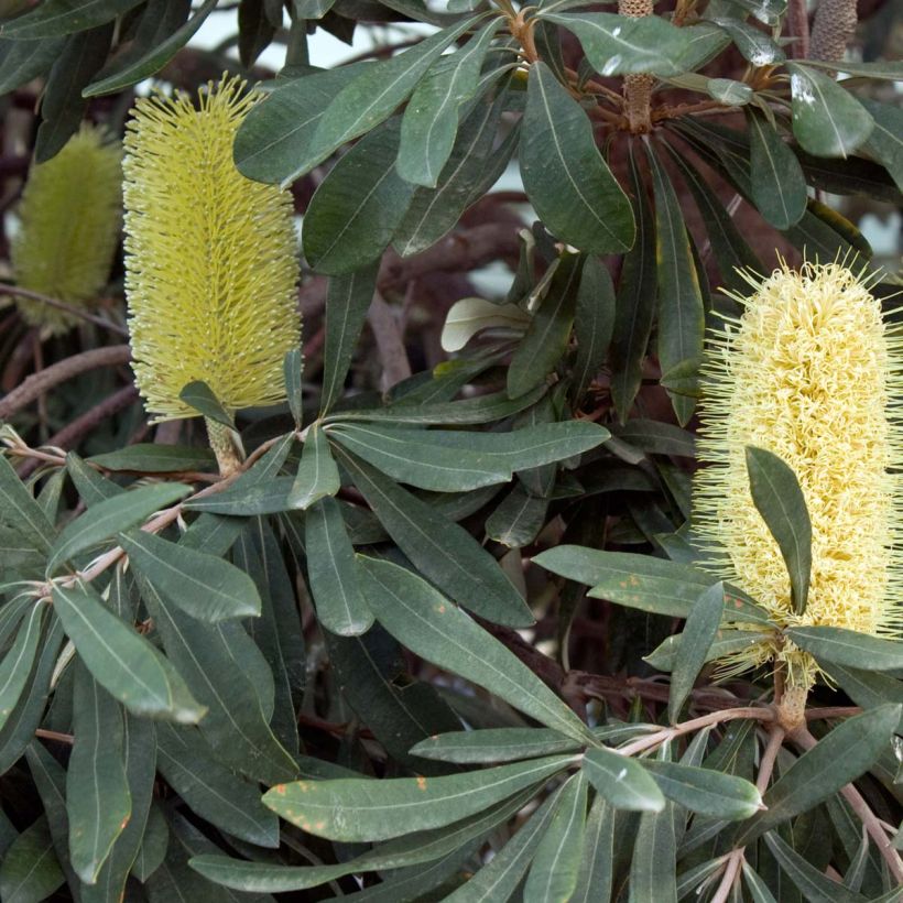 Banksia integrifolia (Floração)