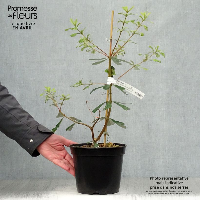 Amostra de Banksia integrifolia Vaso de 3 L/4 L tal como entregue na primavera