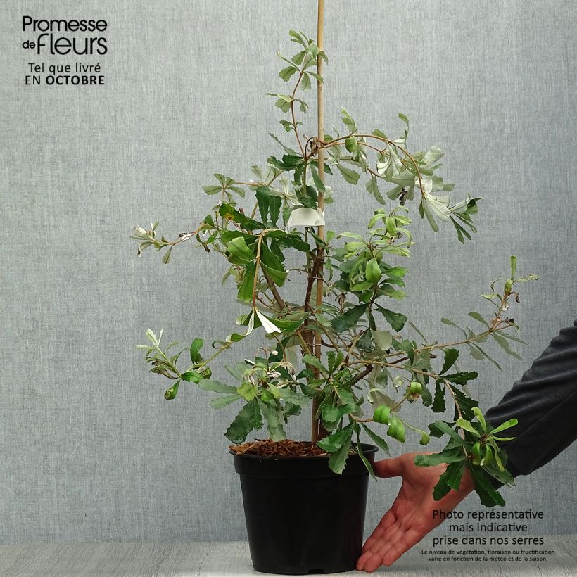 Amostra de Banksia integrifolia Vaso de 3 L/4 L tal como entregue no outono