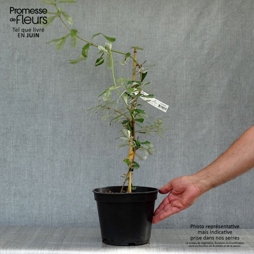 Amostra de Banksia integrifolia Vaso de 3 L/4 L tal como entregue no verão