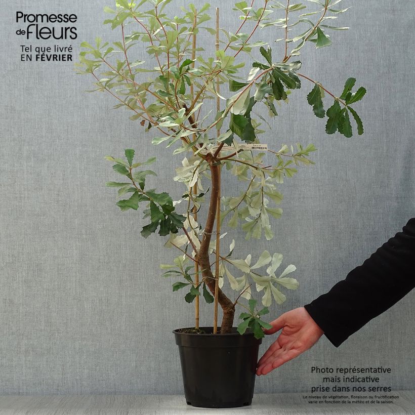 Amostra de Banksia integrifolia - Banksia côtier Vaso de 3 L/4 L tal como entregue no inverno