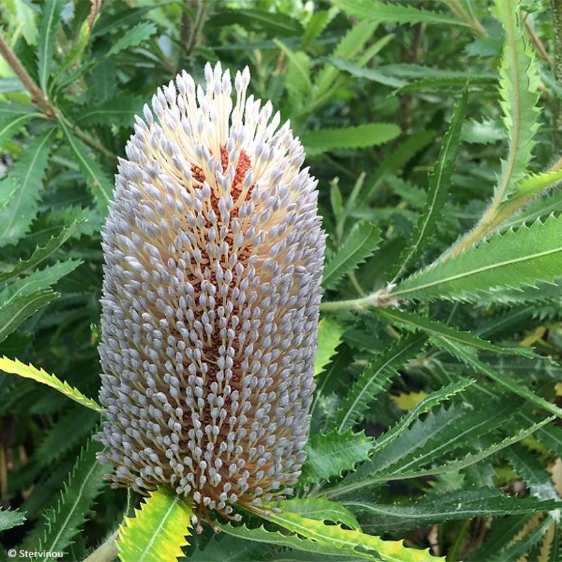 Banksia serrata (Floração)