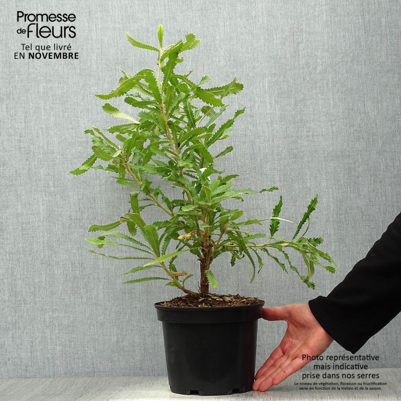 Amostra de Banksia serrata Vaso de 4 L/5 L tal como entregue no outono