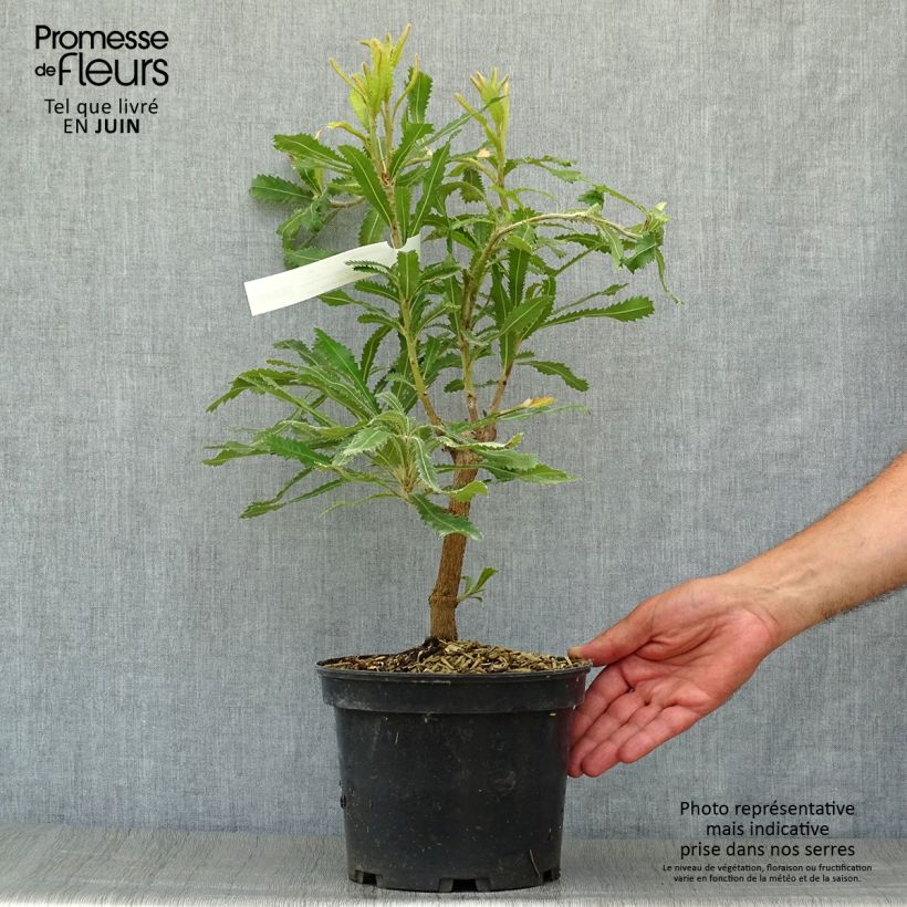Amostra de Banksia serrata Vaso de 4 L/5 L tal como entregue no verão