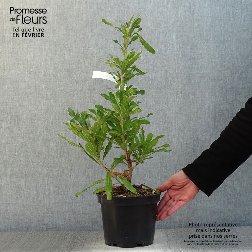 Amostra de Banksia serrata Vaso de 4 L/5 L tal como entregue no inverno