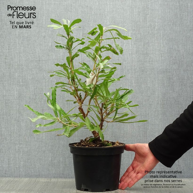Amostra de Banksia serrata Vaso de 4 L/5 L tal como entregue na primavera