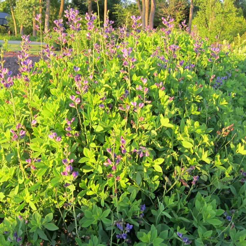 Baptisia Decadence Blueberry Sundae (Hábito)