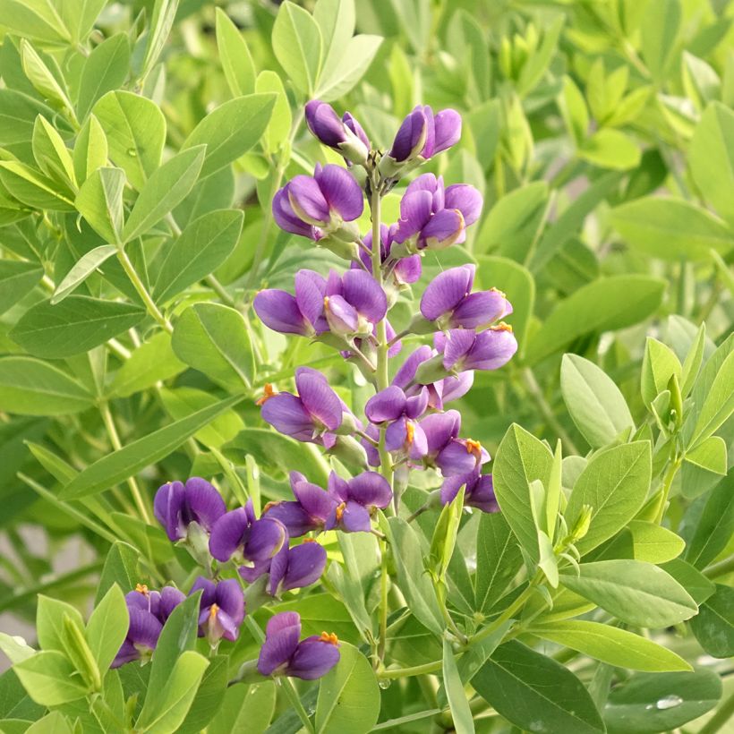Baptisia Decadence Blueberry Sundae (Floração)