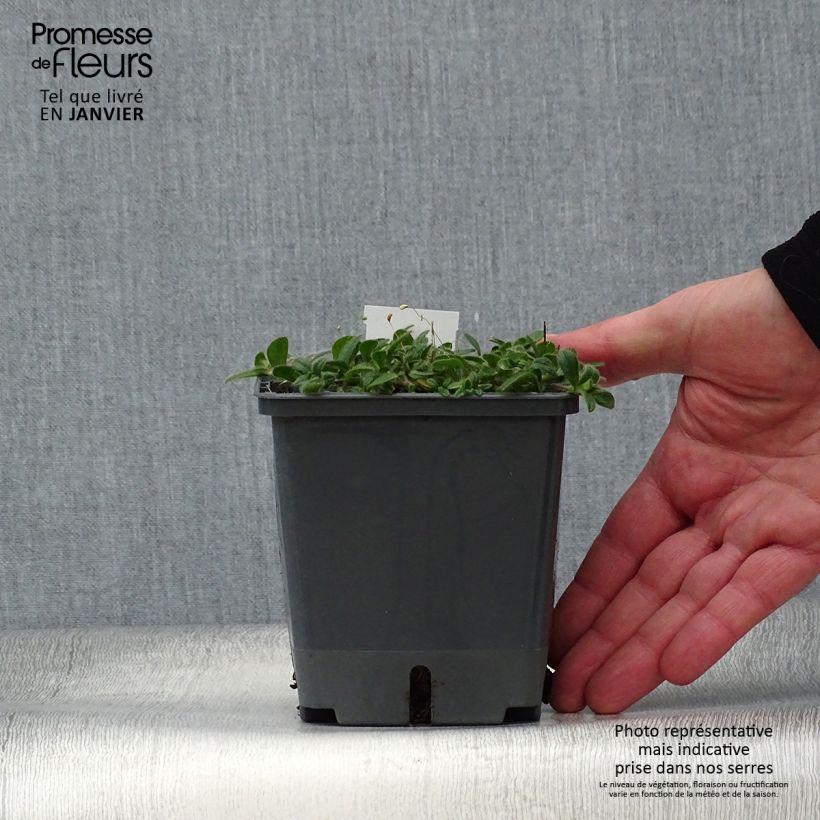 Amostra de Baptisia Blueberry Sundae - Faux-indigo Pot de 1L/1,5L tal como entregue no inverno