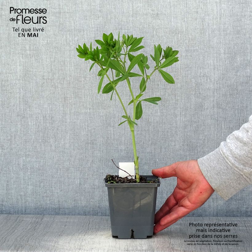 Amostra de Baptisia Decadence Blueberry Sundae Vaso de 1 L/1,5 L tal como entregue na primavera