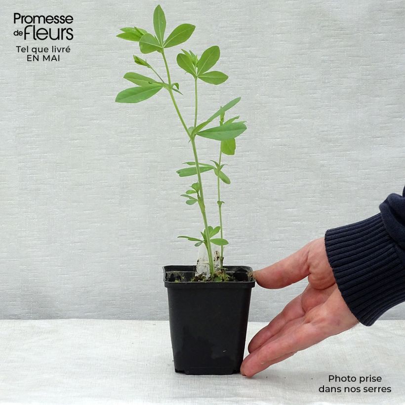 Amostra de Baptisia Decadence Blueberry Sundae Vaso de 8/9 cm tal como entregue na primavera