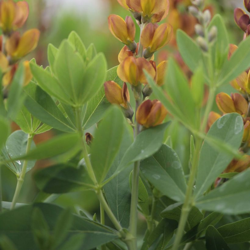 Baptisia Brownie Points (Folhagem)