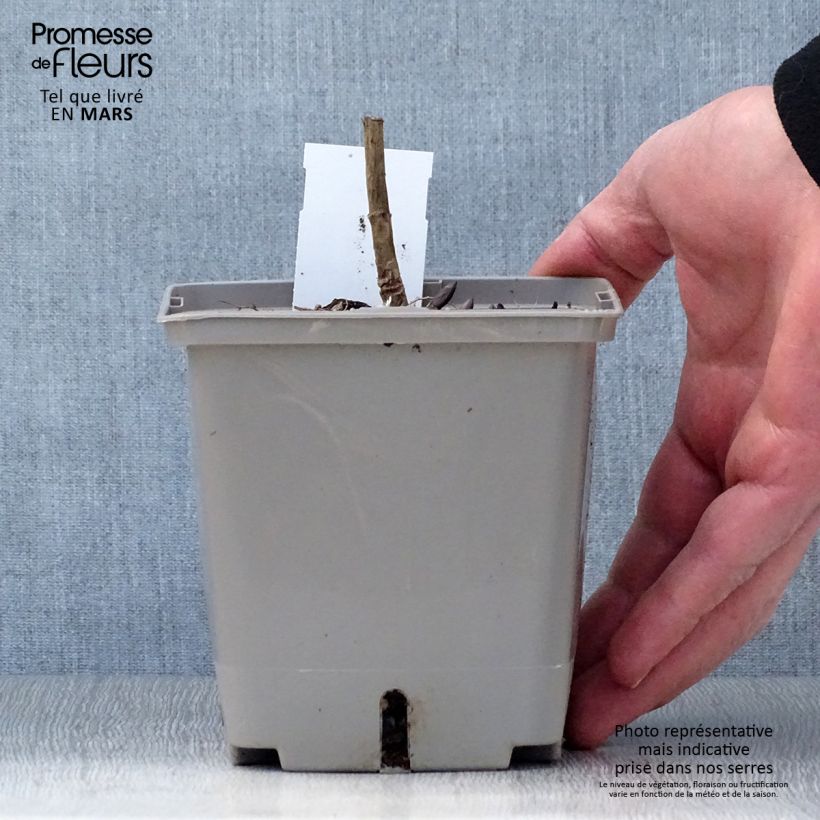 Amostra de Baptisia Brownie Points Vaso de 1 L/1,5 L tal como entregue na primavera