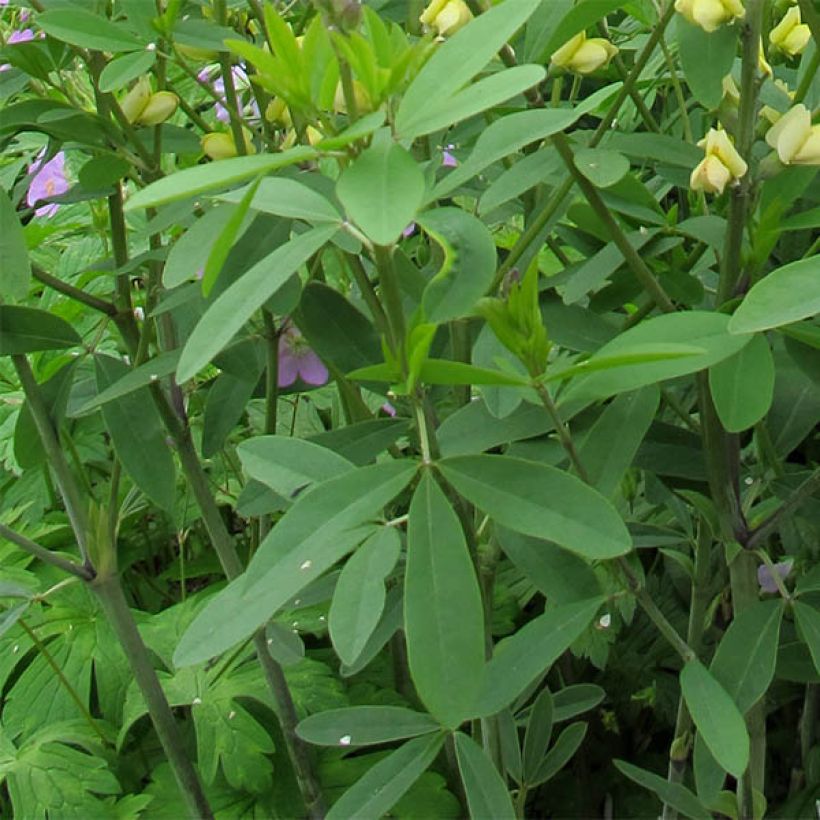 Baptisia Carolina Moonlight (Folhagem)