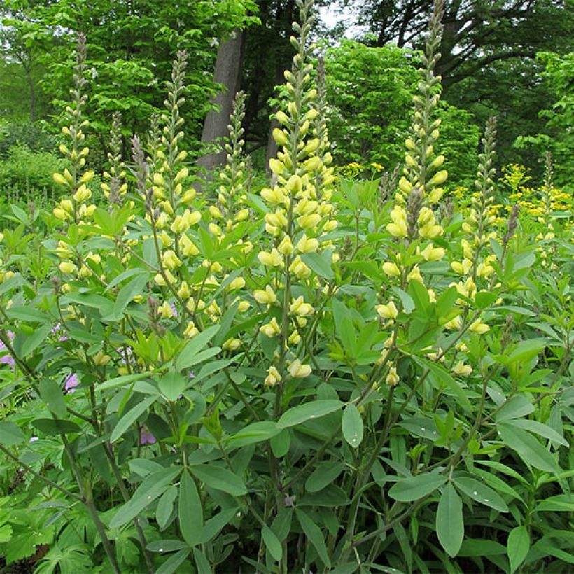 Baptisia Carolina Moonlight (Hábito)