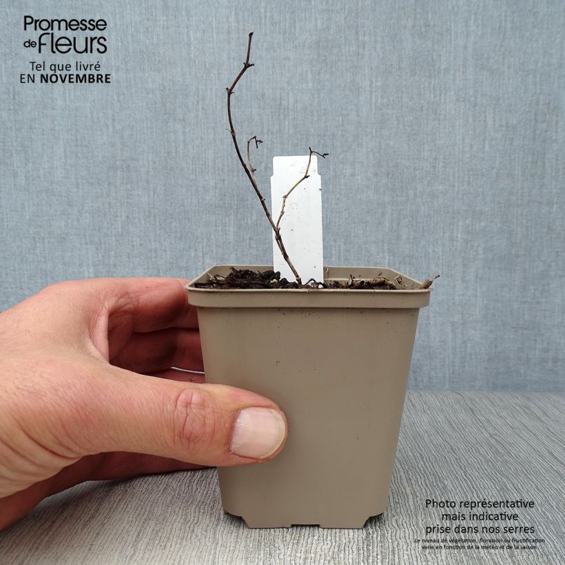 Amostra de Baptisia Carolina Moonlight Vaso de 8/9 cm tal como entregue no outono