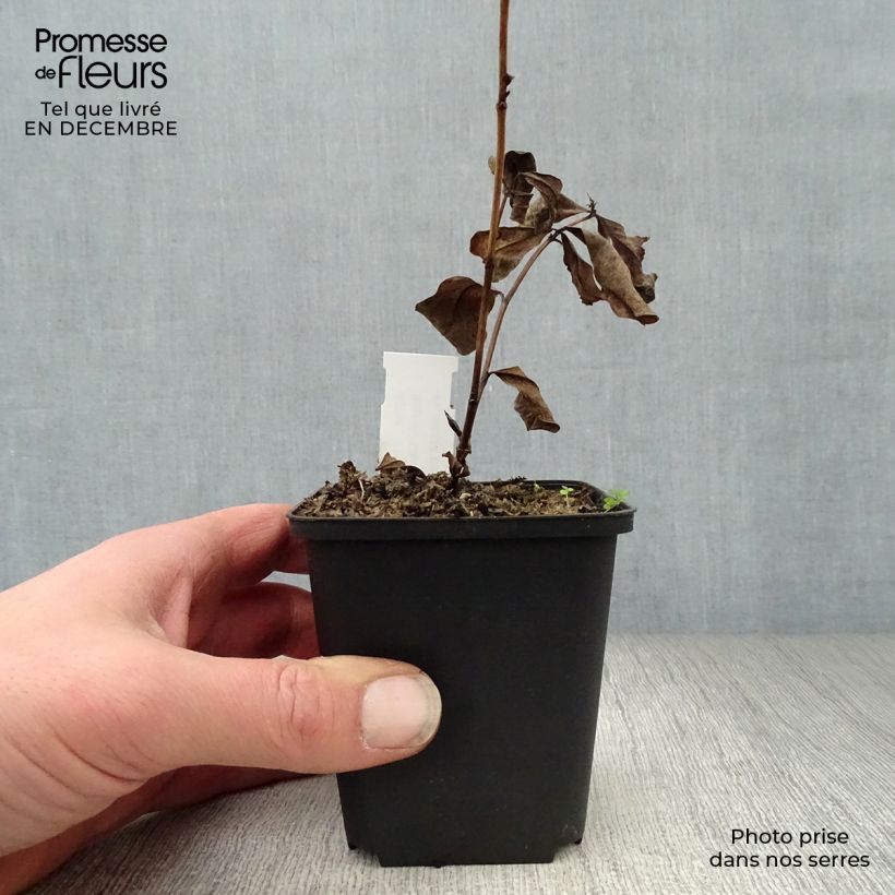 Amostra de Baptisia Carolina Moonlight - Faux indigo jaune hybride Vaso de 8/9 cm tal como entregue no inverno