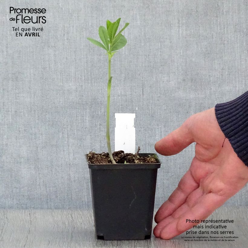 Amostra de Baptisia Carolina Moonlight Vaso de 8/9 cm tal como entregue na primavera