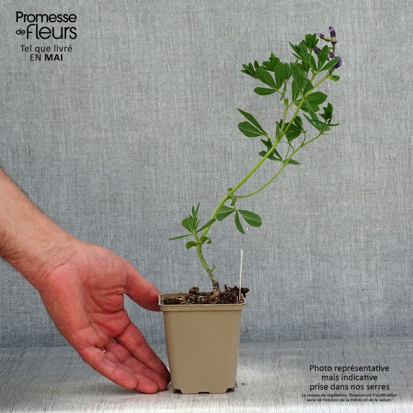 Amostra de Baptisia australis Caspian Blue Vaso de 8/9 cm tal como entregue na primavera