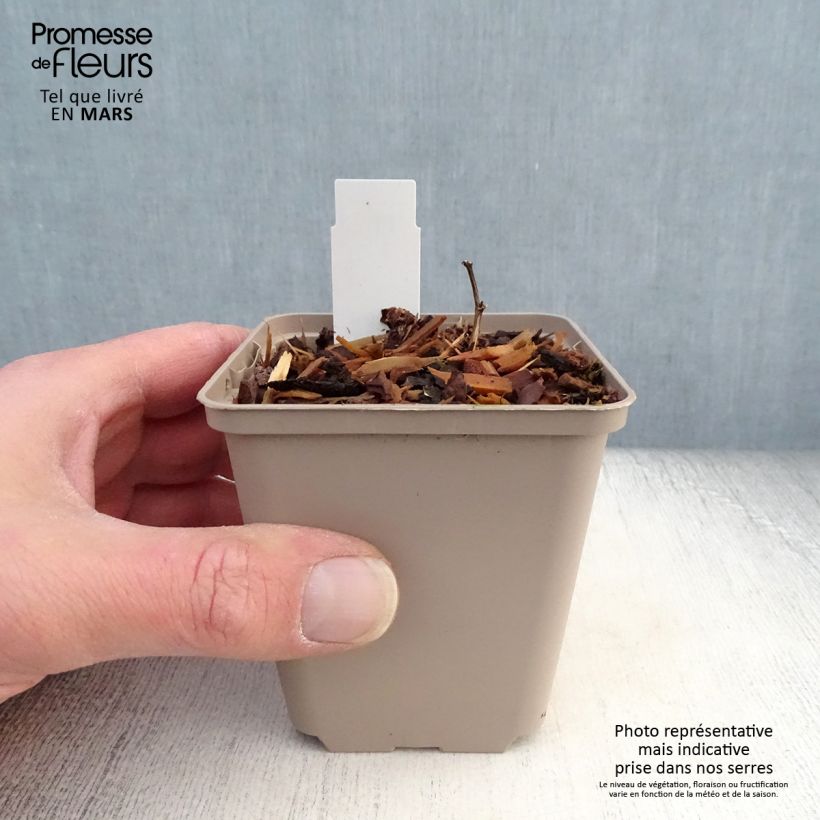 Amostra de Baptisia Cherries Jubilee Vaso de 8/9 cm tal como entregue na primavera