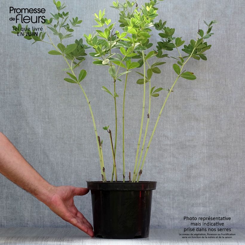 Amostra de Baptisia Cherries Jubilee Vaso de 4 L/5 L tal como entregue no verão