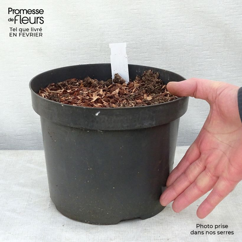 Amostra de Baptisia Cherries Jubilee  - Lupin indigo Vaso de 4 L/5 L tal como entregue no inverno