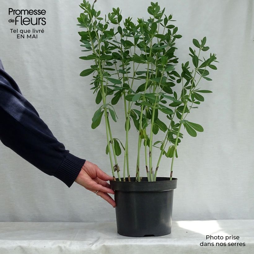 Amostra de Baptisia Cherries Jubilee Vaso de 4 L/5 L tal como entregue na primavera