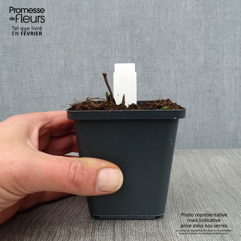 Amostra de Baptisia Decadence Dark Chocolate Vaso de 8/9 cm tal como entregue no inverno