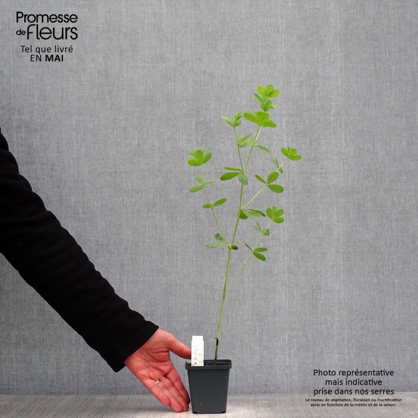 Amostra de Baptisia Decadence Dark Chocolate Vaso de 8/9 cm tal como entregue na primavera