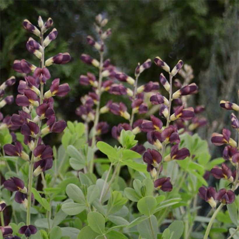 Baptisia Decadence Dutch Chocolate (Floração)