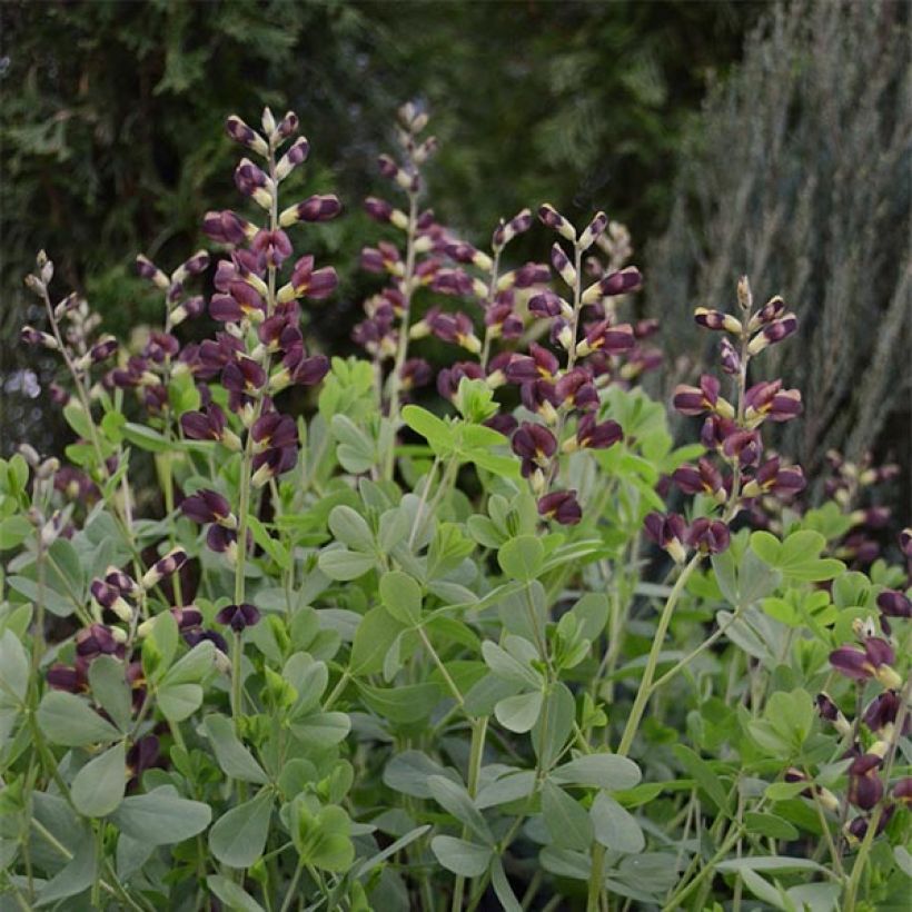 Baptisia Decadence Dutch Chocolate (Hábito)