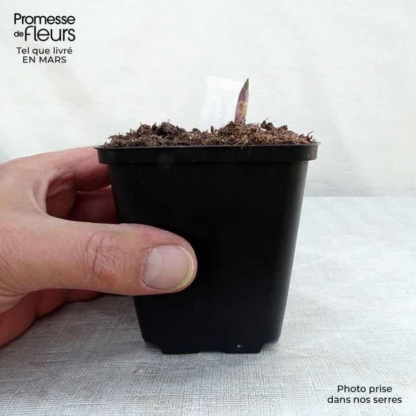 Amostra de Baptisia Dutch Chocolate - Lupin indigo pourpre brunâtre Vaso de 8/9 cm tal como entregue no inverno