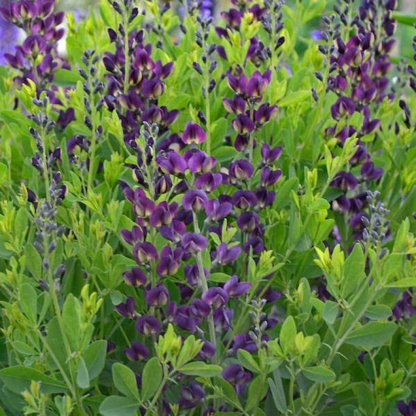 Baptisia Grape Taffy (Floração)