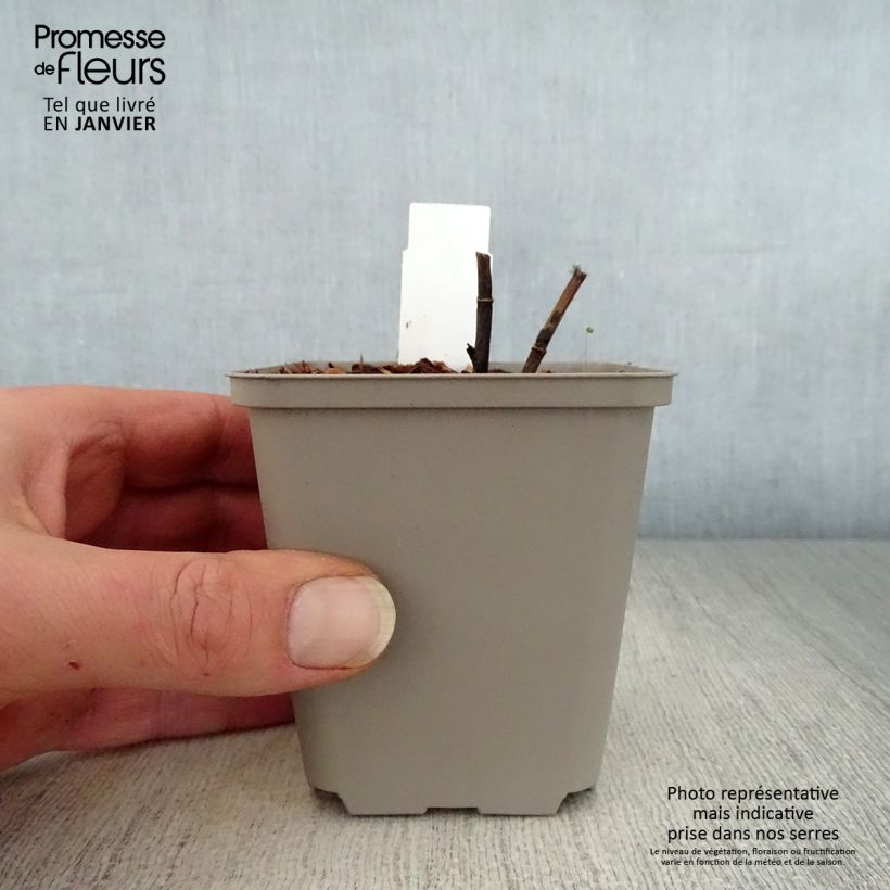 Amostra de Baptisia Indigo Spires Vaso de 8/9 cm tal como entregue no inverno