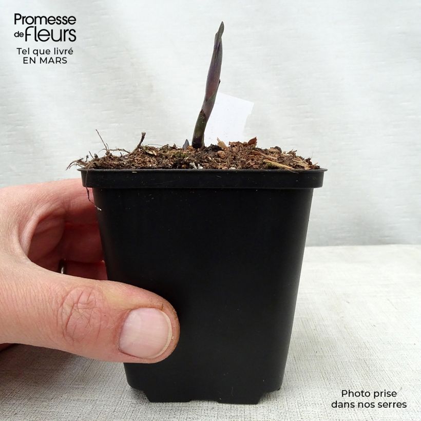 Amostra de Baptisia Indigo Spires Vaso de 8/9 cm tal como entregue na primavera