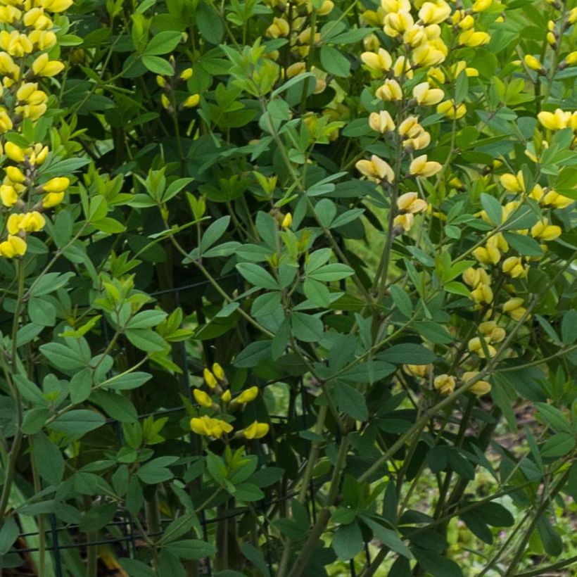 Baptisia Decadence Lemon Meringue (Folhagem)
