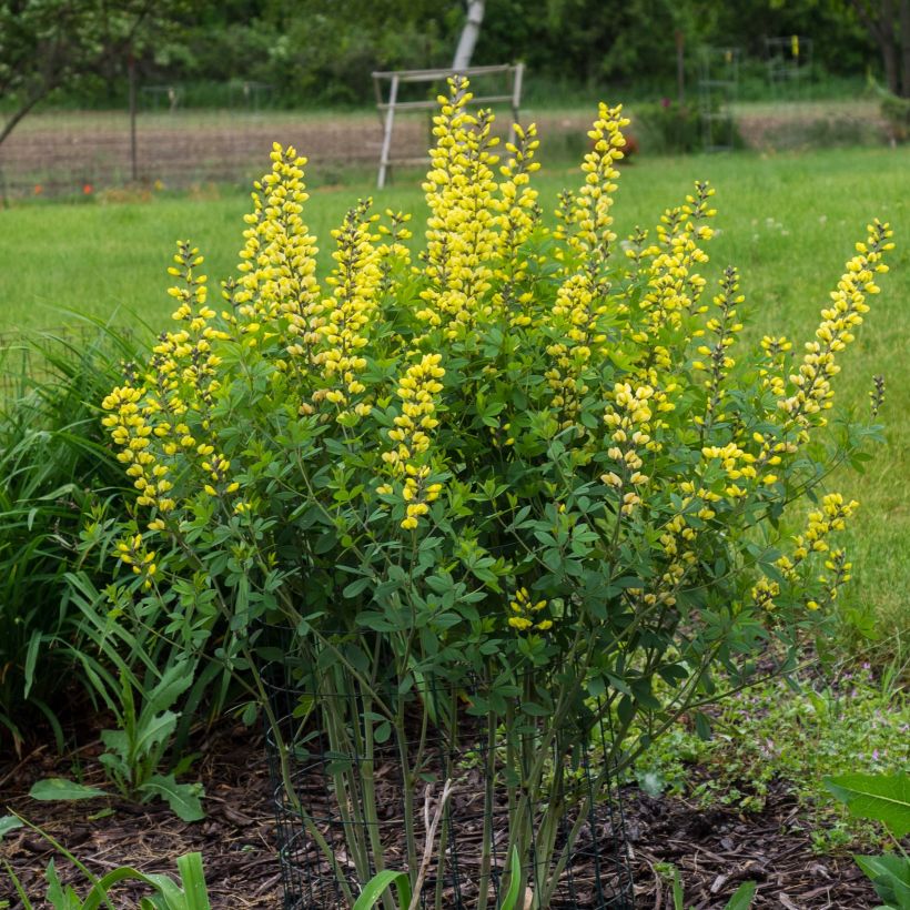 Baptisia Decadence Lemon Meringue (Hábito)