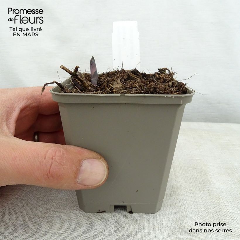 Amostra de Baptisia Decadence Lemon Meringue Vaso de 8/9 cm tal como entregue na primavera