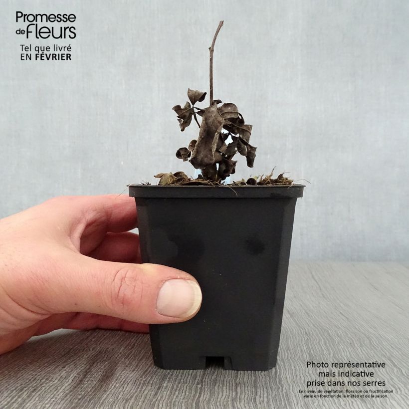 Amostra de Baptisia Lemon Meringue - Lupin indigo Vaso de 8/9 cm tal como entregue no inverno