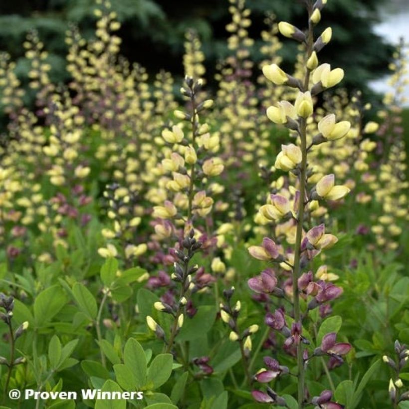 Baptisia Decadence Pink Lemonade (Folhagem)