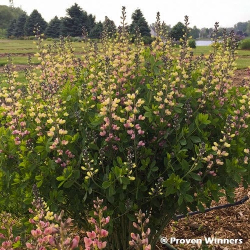 Baptisia Decadence Pink Lemonade (Hábito)