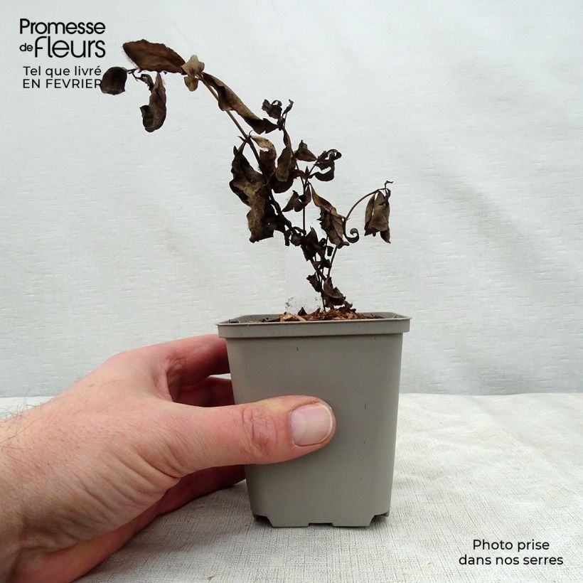 Amostra de Baptisia Pink Lemonade - Lupin indigo Vaso de 8/9 cm tal como entregue no inverno