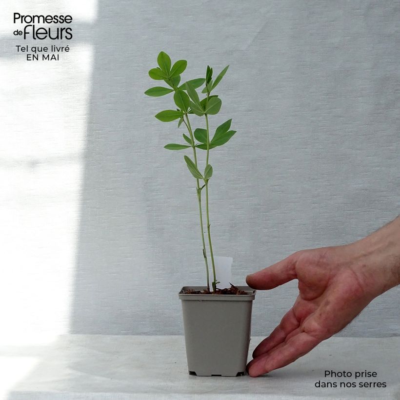 Amostra de Baptisia Decadence Pink Lemonade Vaso de 8/9 cm tal como entregue na primavera