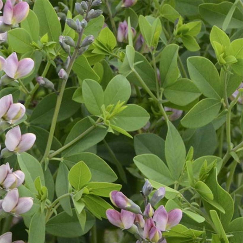 Baptisia Decadence Pink Truffles (Folhagem)