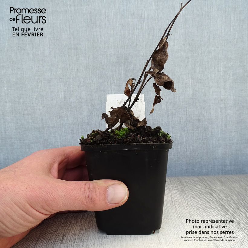 Amostra de Baptisia Pink Truffles - Lupin indigo Vaso de 8/9 cm tal como entregue no inverno