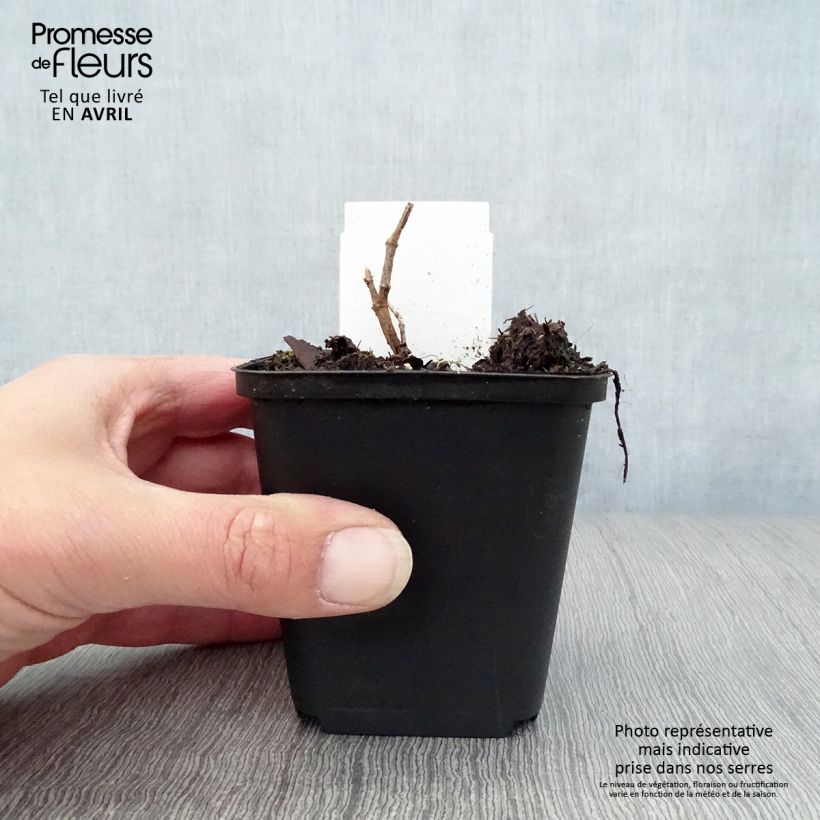 Amostra de Baptisia Decadence Pink Truffles Vaso de 8/9 cm tal como entregue na primavera