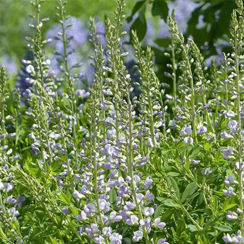 Baptisia Starlite Prairieblues (Floração)