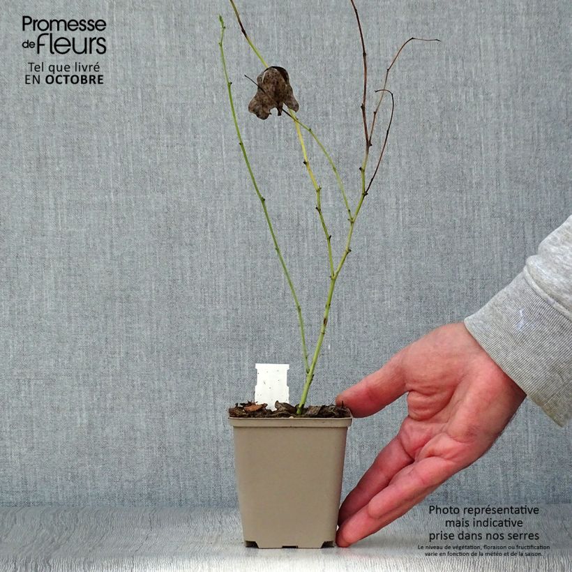 Amostra de Baptisia Starlite Prairieblues Vaso de 8/9 cm tal como entregue no outono